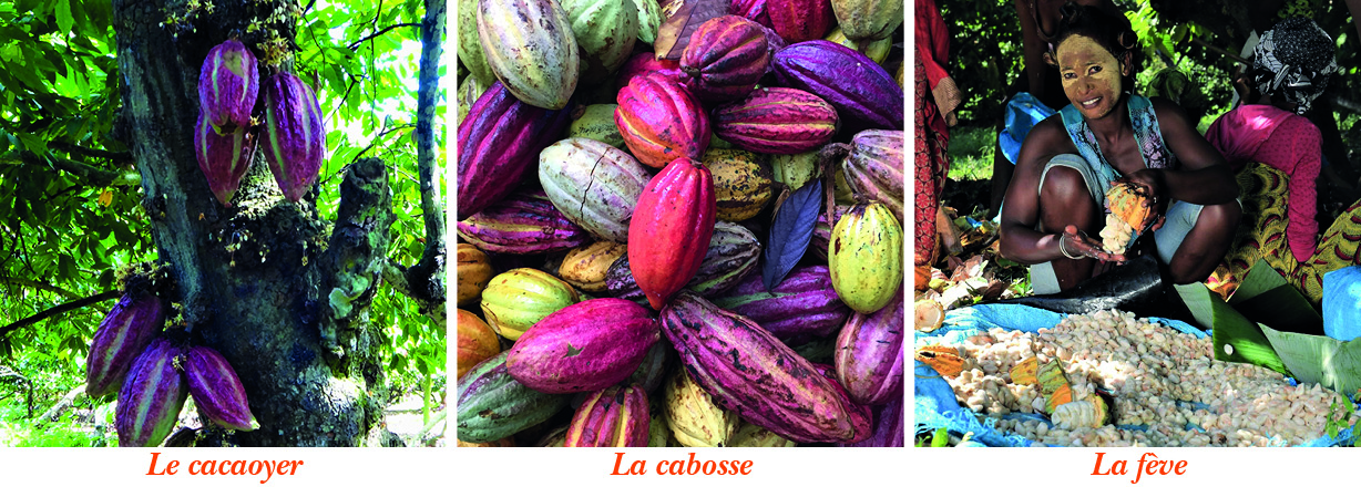 Du cacaoyer à la fève de cacao